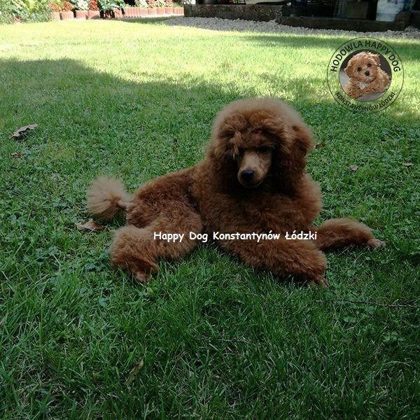 brązowy pies na trawie