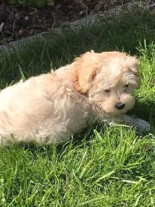 szczeniaki maltipoo 61