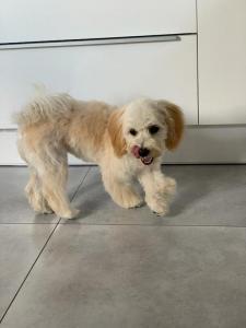 szczeniaki maltipoo 59