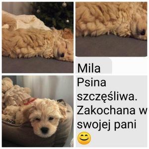 szczeniaki maltipoo 19