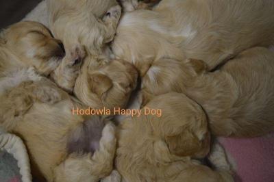 hodowla szczeniakow 117