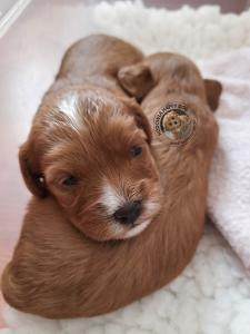 cavapoo-galeria-pies-3