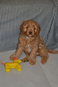 maltipoo-105