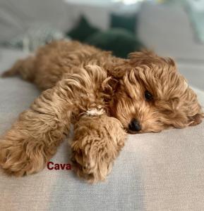 cavapoo-01