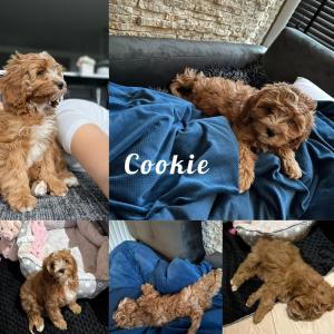 cavapoo-02