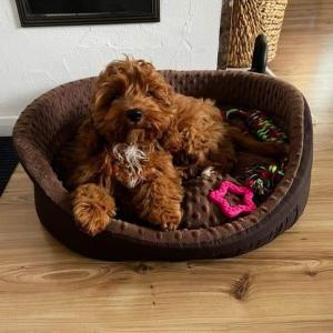 cavapoo-03