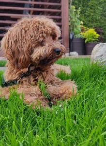 cavapoo-08