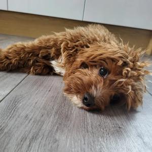 cavapoo-nasze-szczeniaki-w-nowym-domu-1