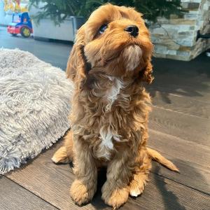 cavapoo-nasze-szczeniaki-w-nowym-domu-11