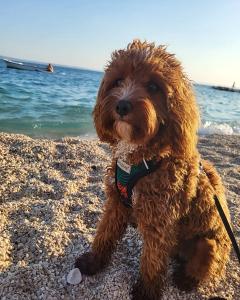 cavapoo-nasze-szczeniaki-w-nowym-domu-3