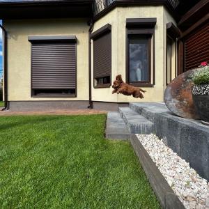 cavapoo-nasze-szczeniaki-w-nowym-domu-5