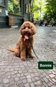 cavapoo-nasze-szczeniaki-w-nowym-domu-9